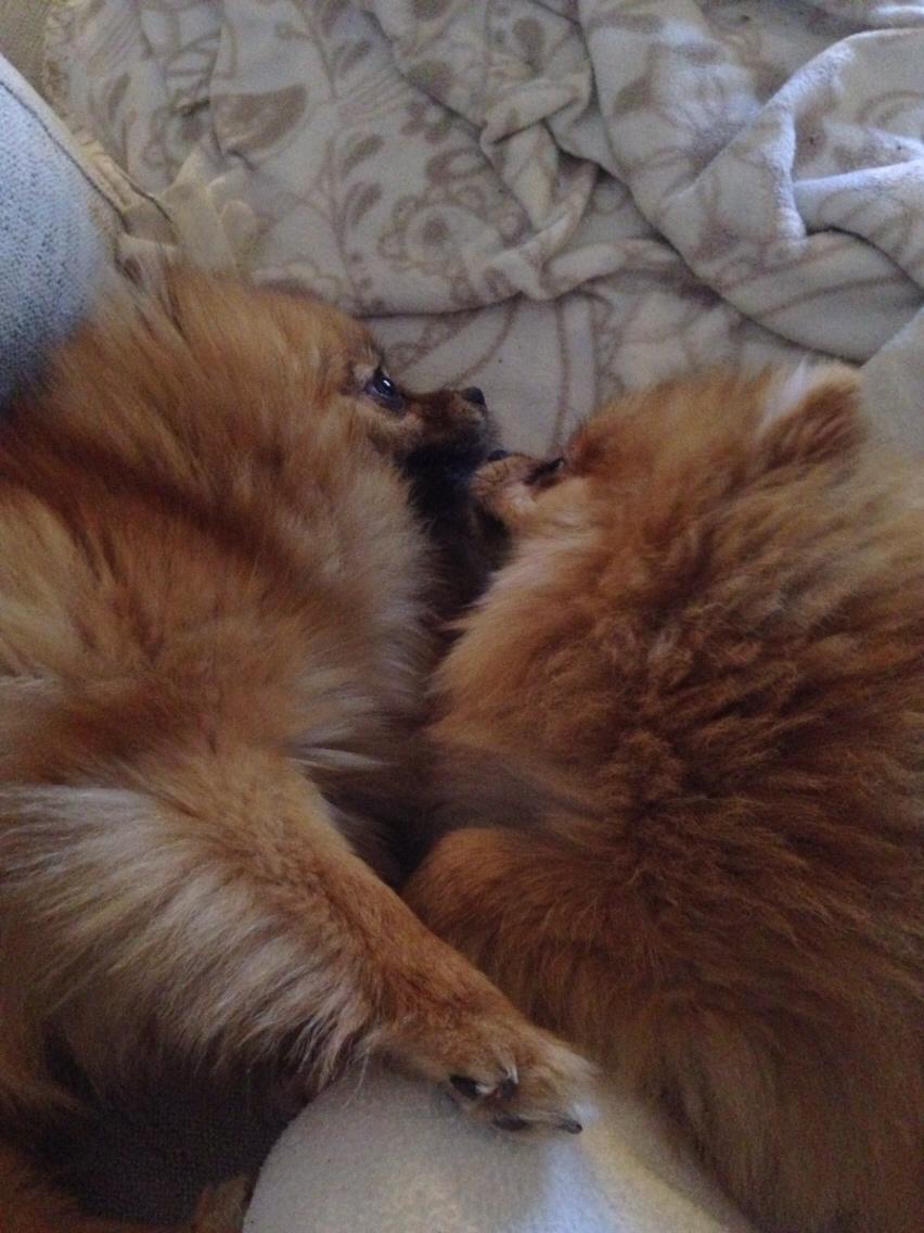 Pomeranian Noel billede 4