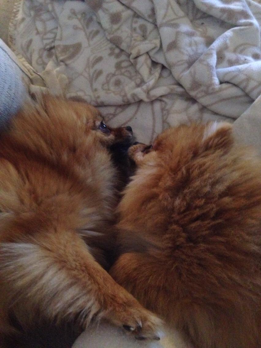 Pomeranian Noel billede 3