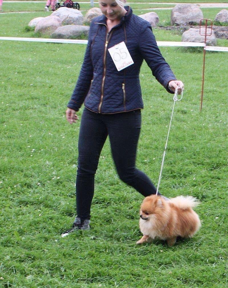 Pomeranian Noel billede 6