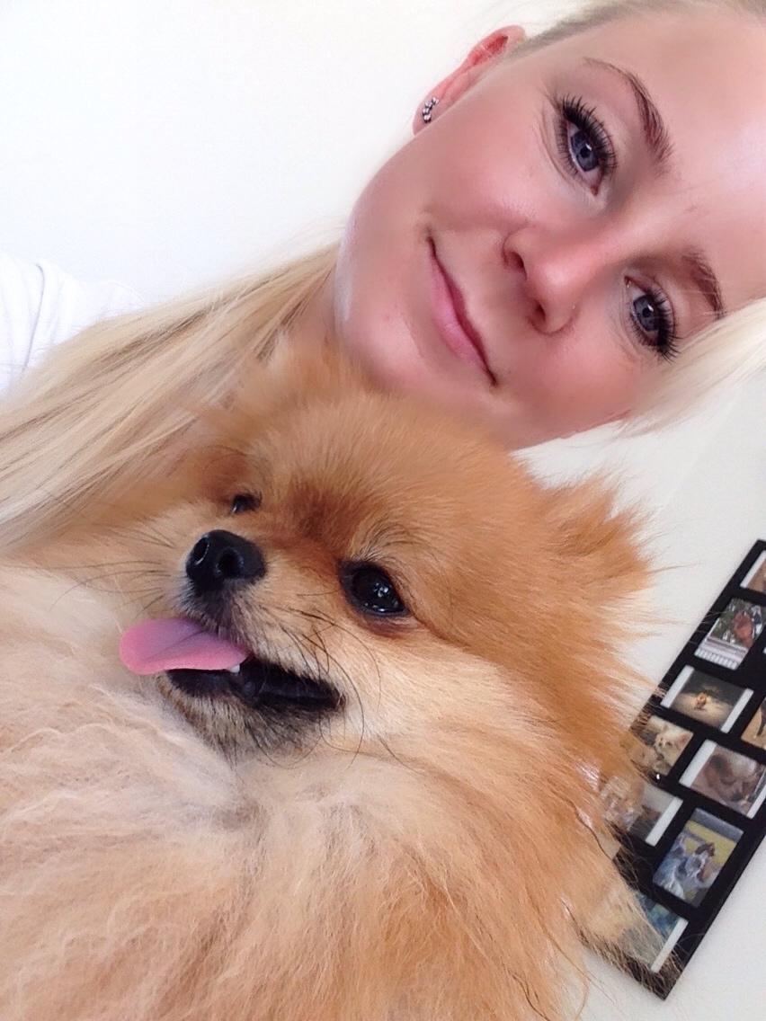 Pomeranian Noel billede 7