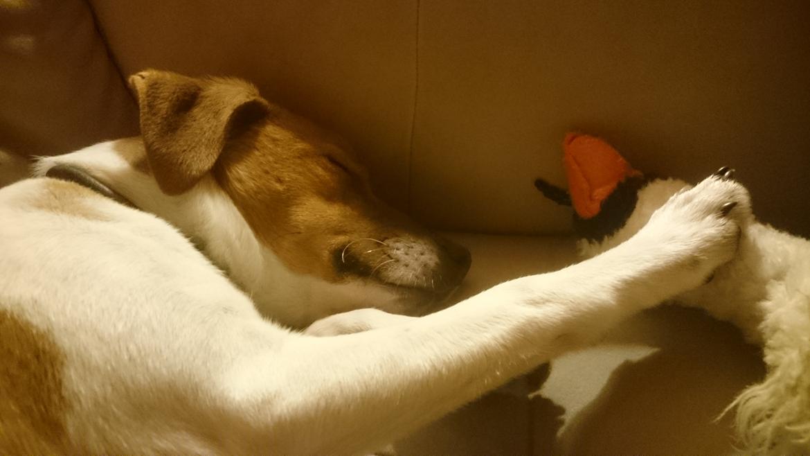 Dansk svensk gaardhund Jack billede 17