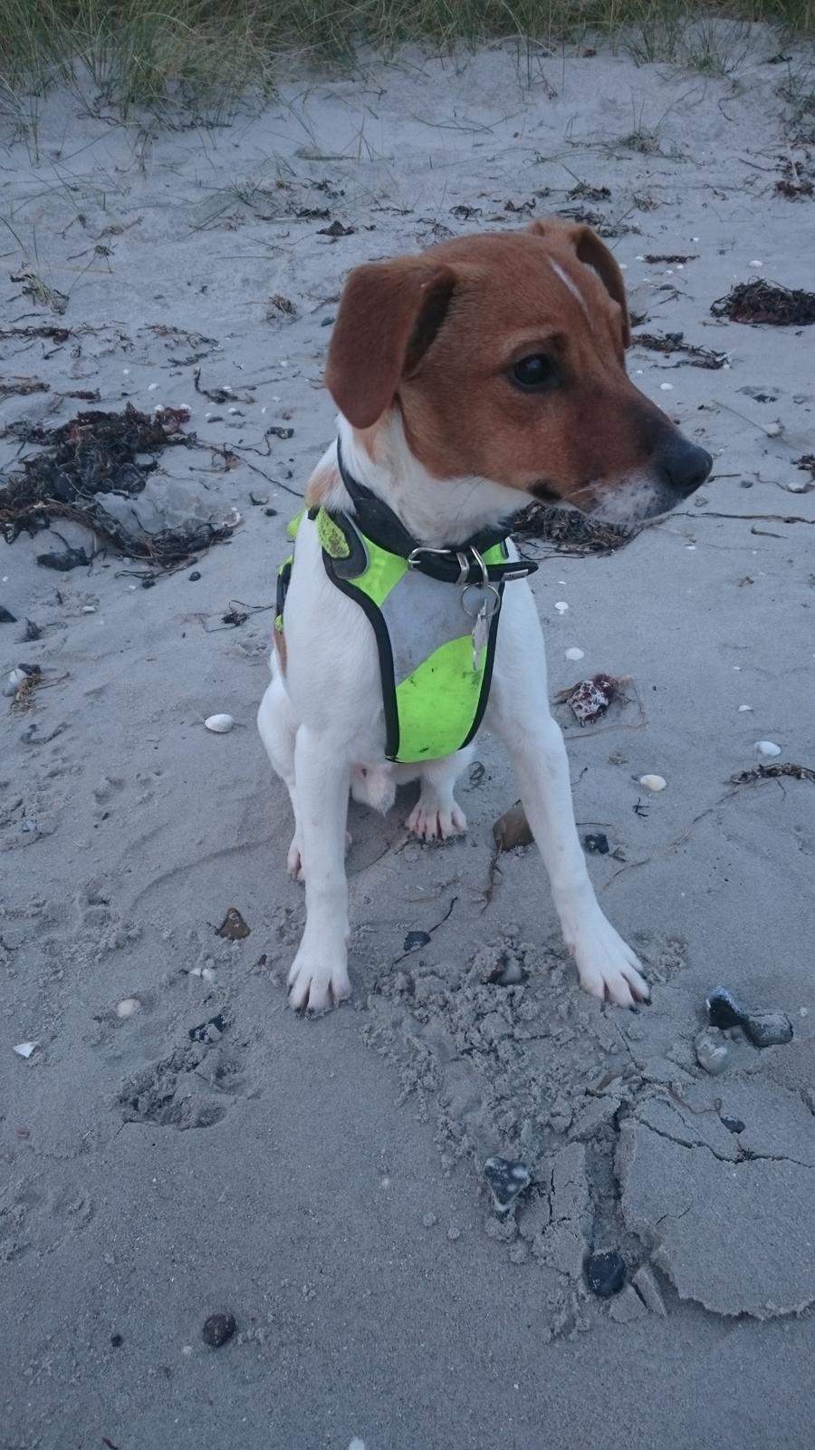 Dansk svensk gaardhund Jack - Bellevue strand i Risskov. billede 19