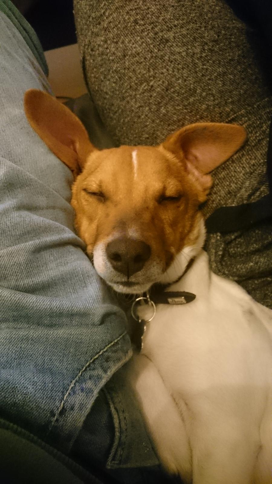 Dansk svensk gaardhund Jack - smørhullet er den bedste plads ;) billede 20