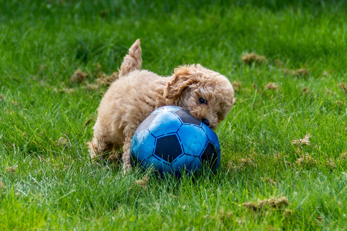 Dværgpuddel Zara billede 3