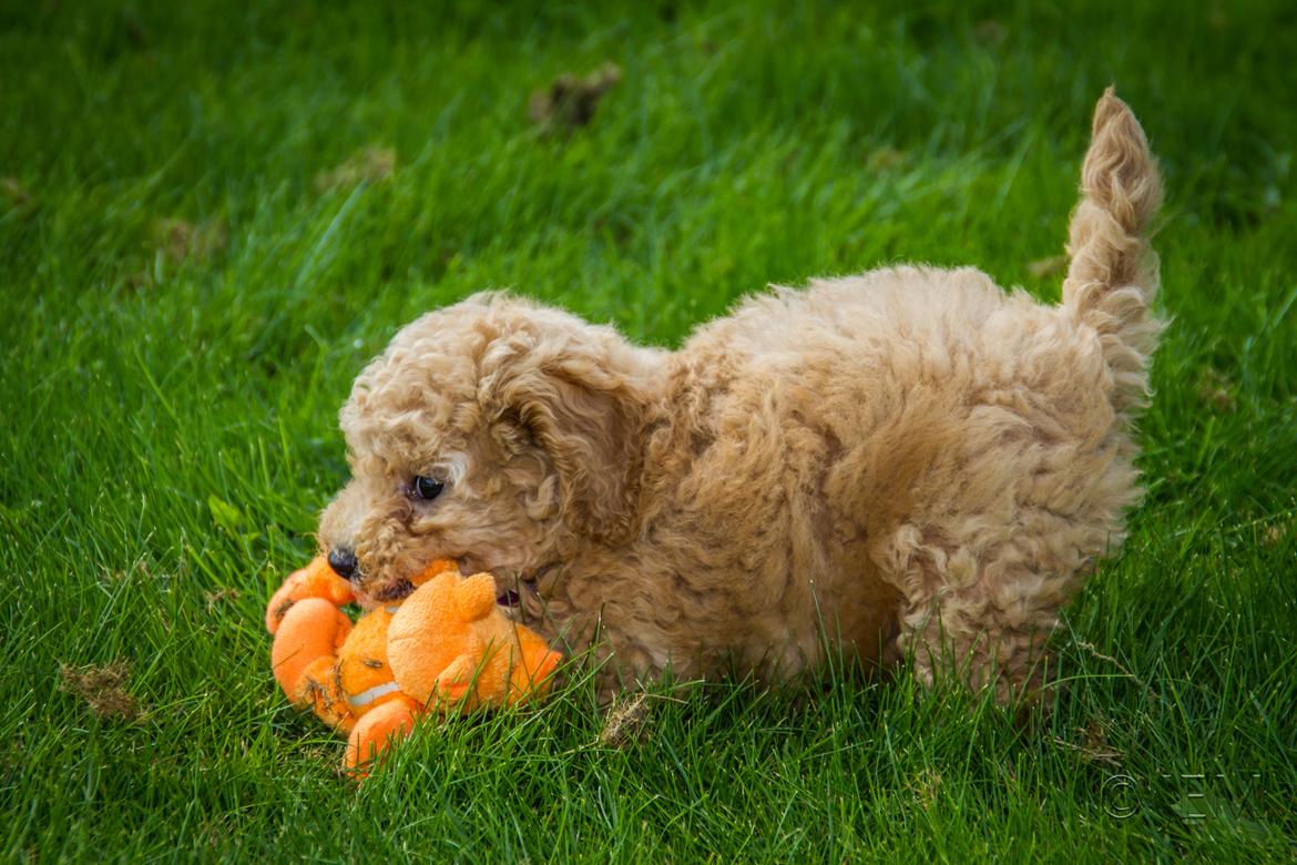 Dværgpuddel Zara billede 30
