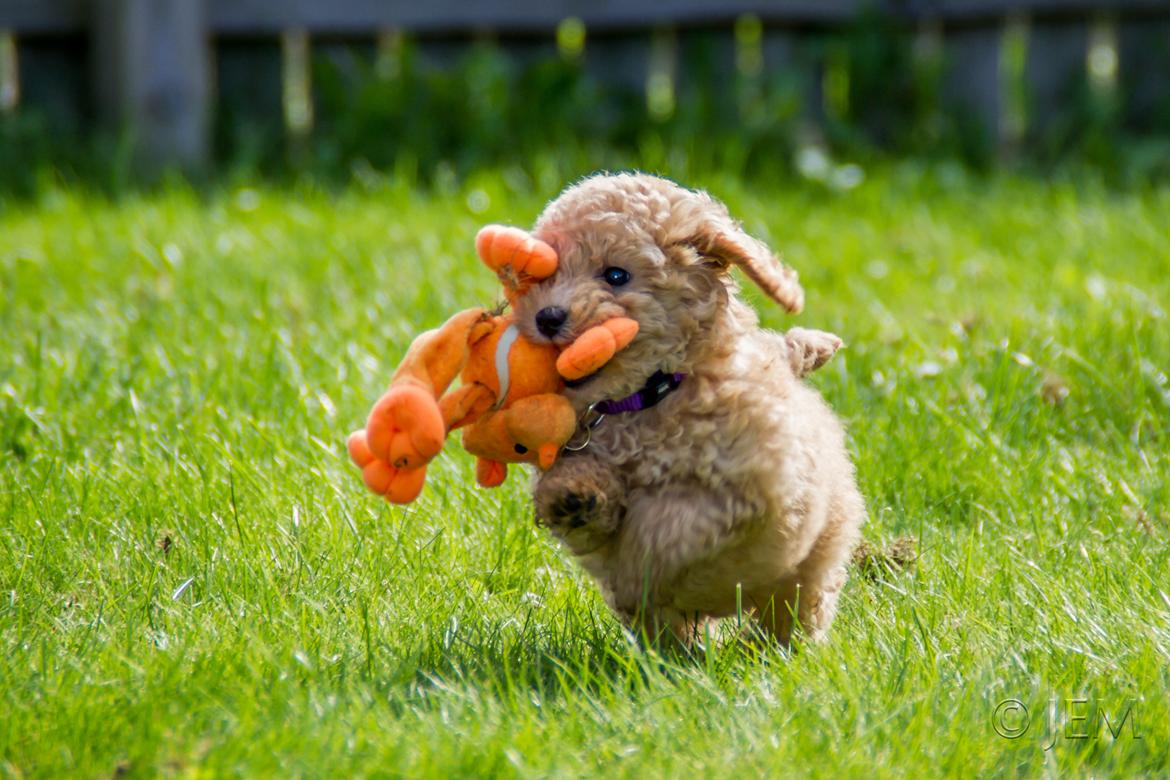Dværgpuddel Zara billede 31