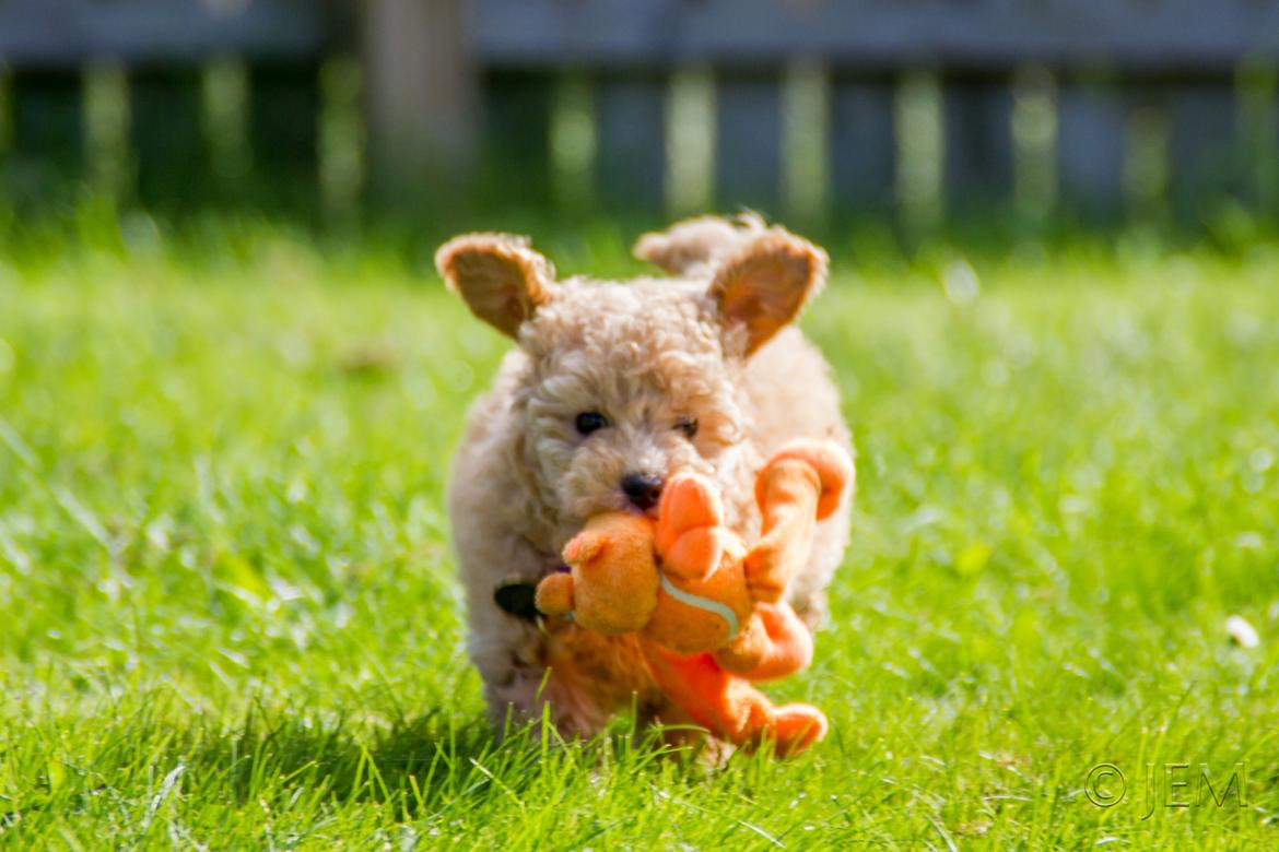 Dværgpuddel Zara billede 4