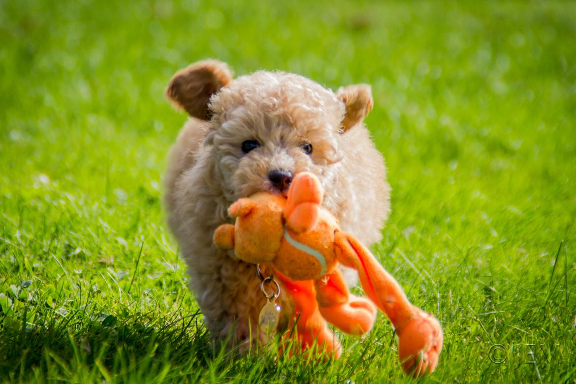 Dværgpuddel Zara billede 9