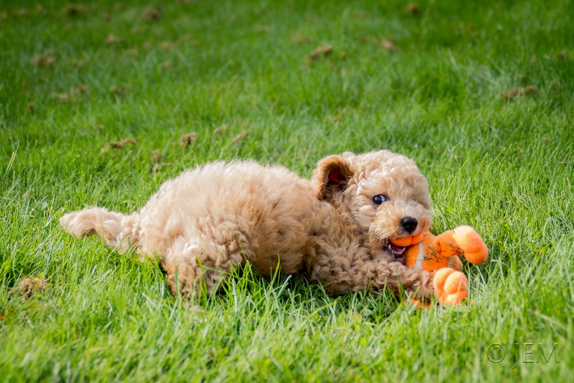 Dværgpuddel Zara billede 32