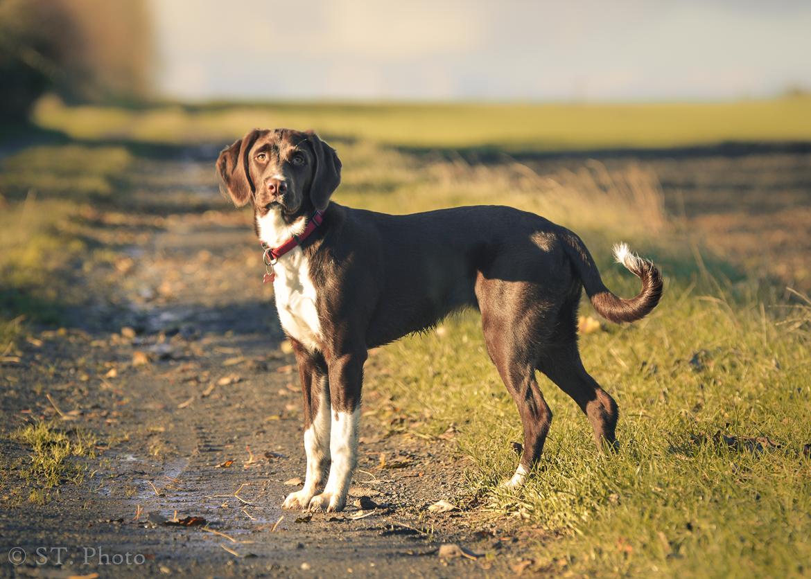 Blanding af racer Nellie billede 4