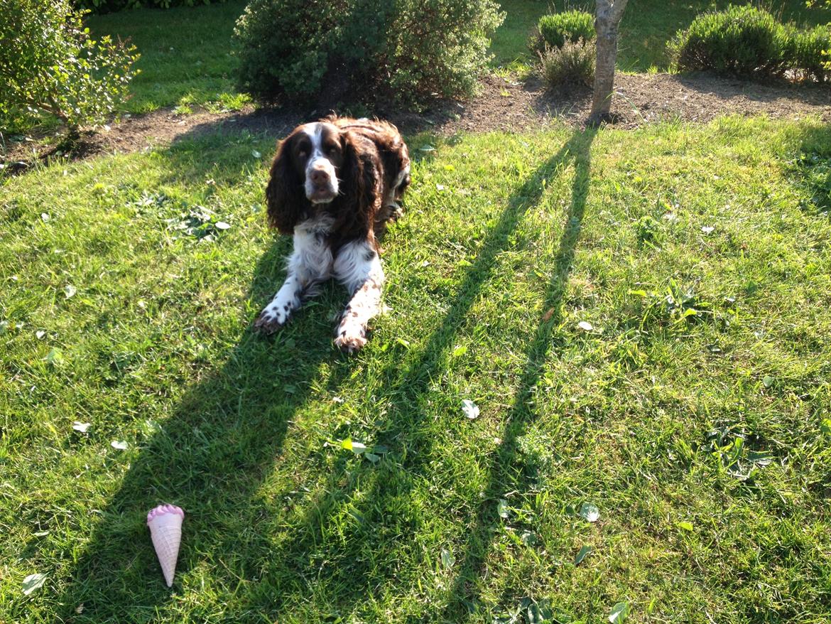 Engelsk springer spaniel Elton billede 1
