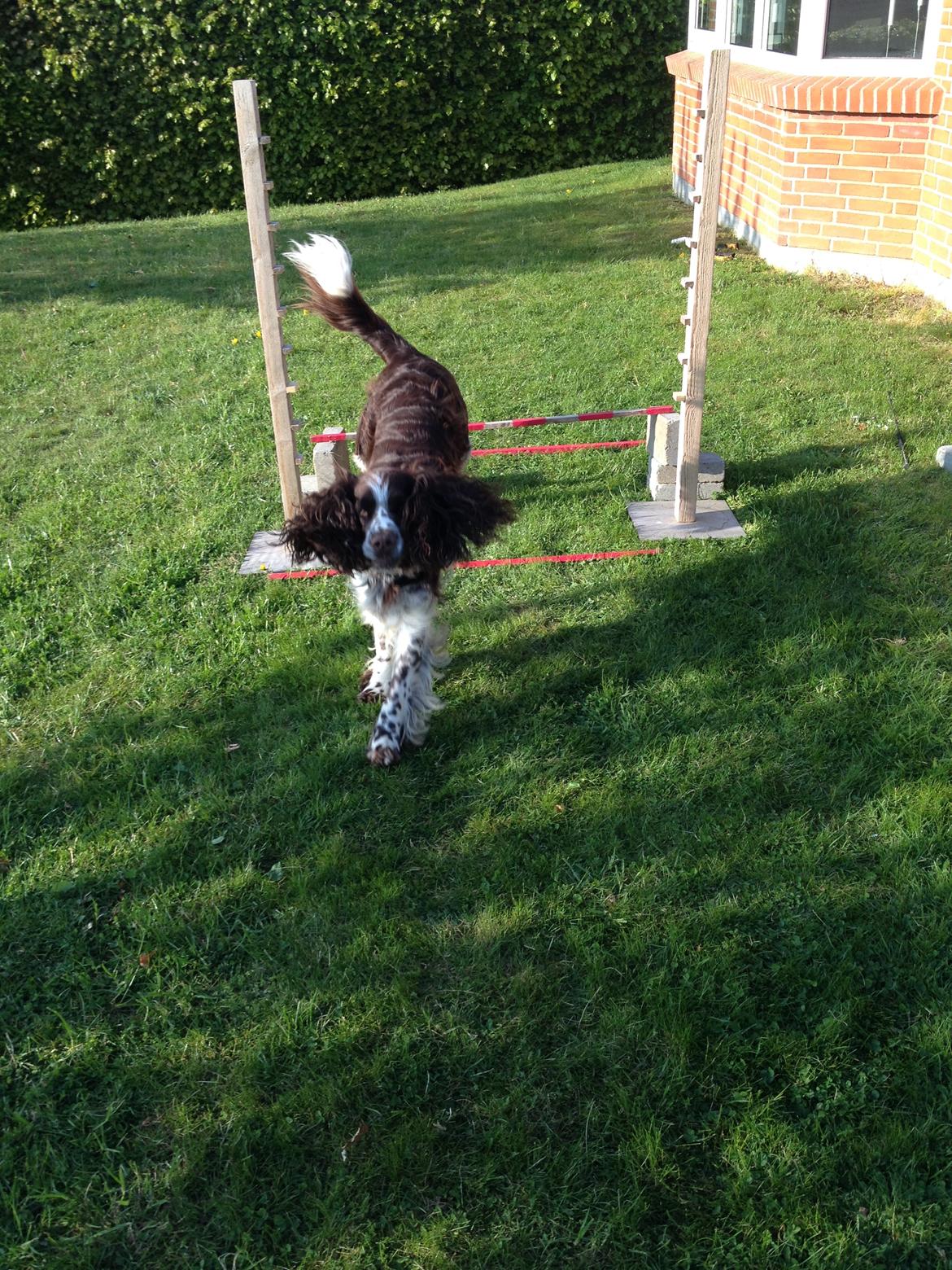 Engelsk springer spaniel Elton billede 3