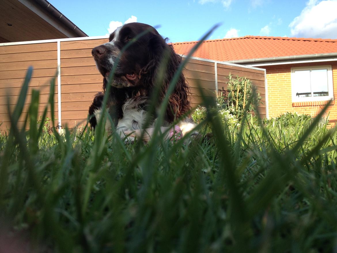 Engelsk springer spaniel Elton billede 2