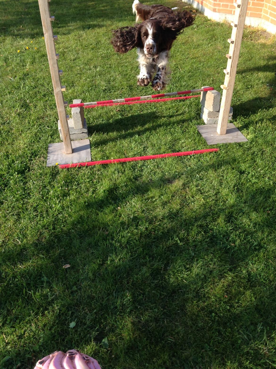 Engelsk springer spaniel Elton billede 7