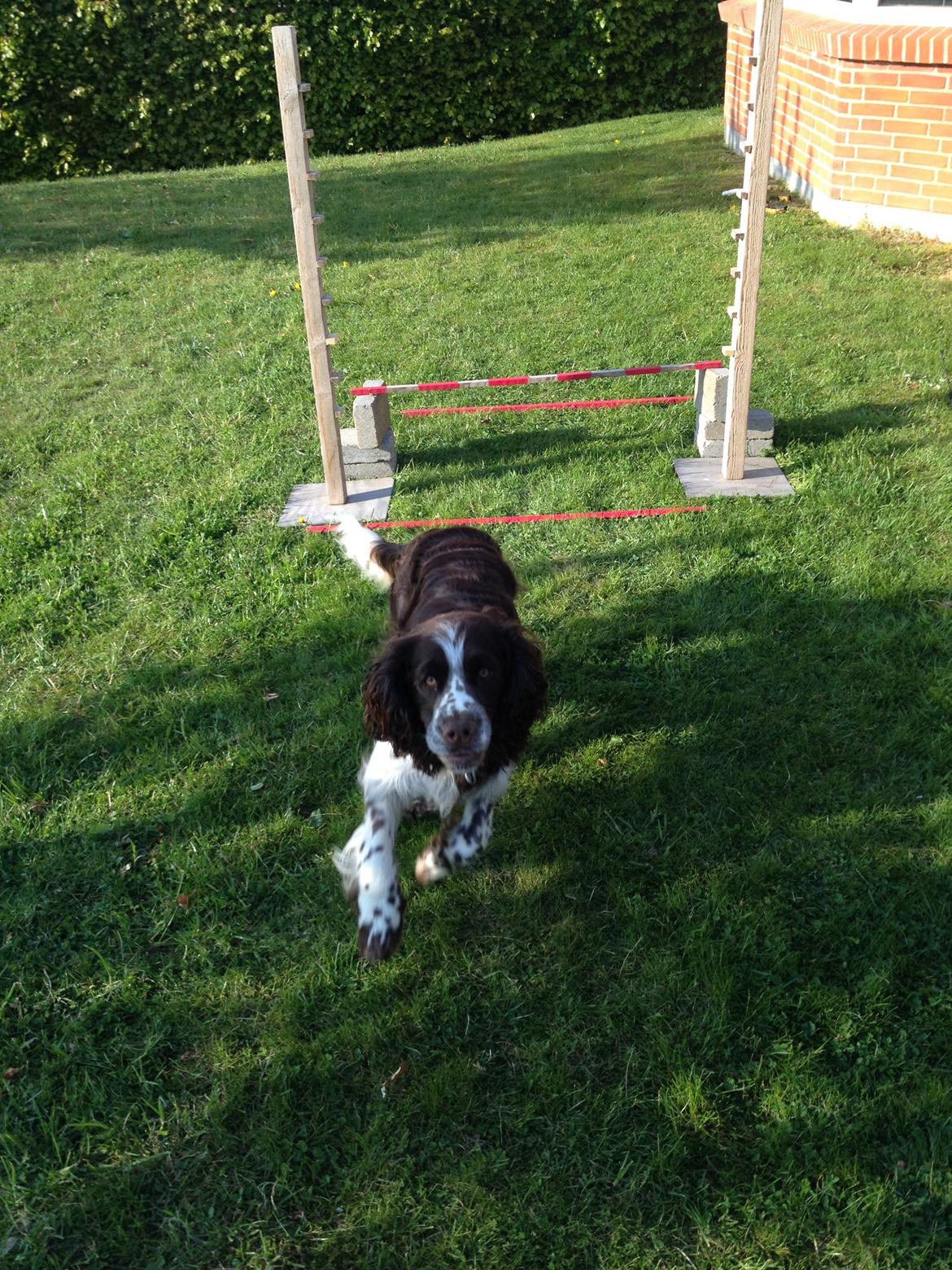 Engelsk springer spaniel Elton billede 8