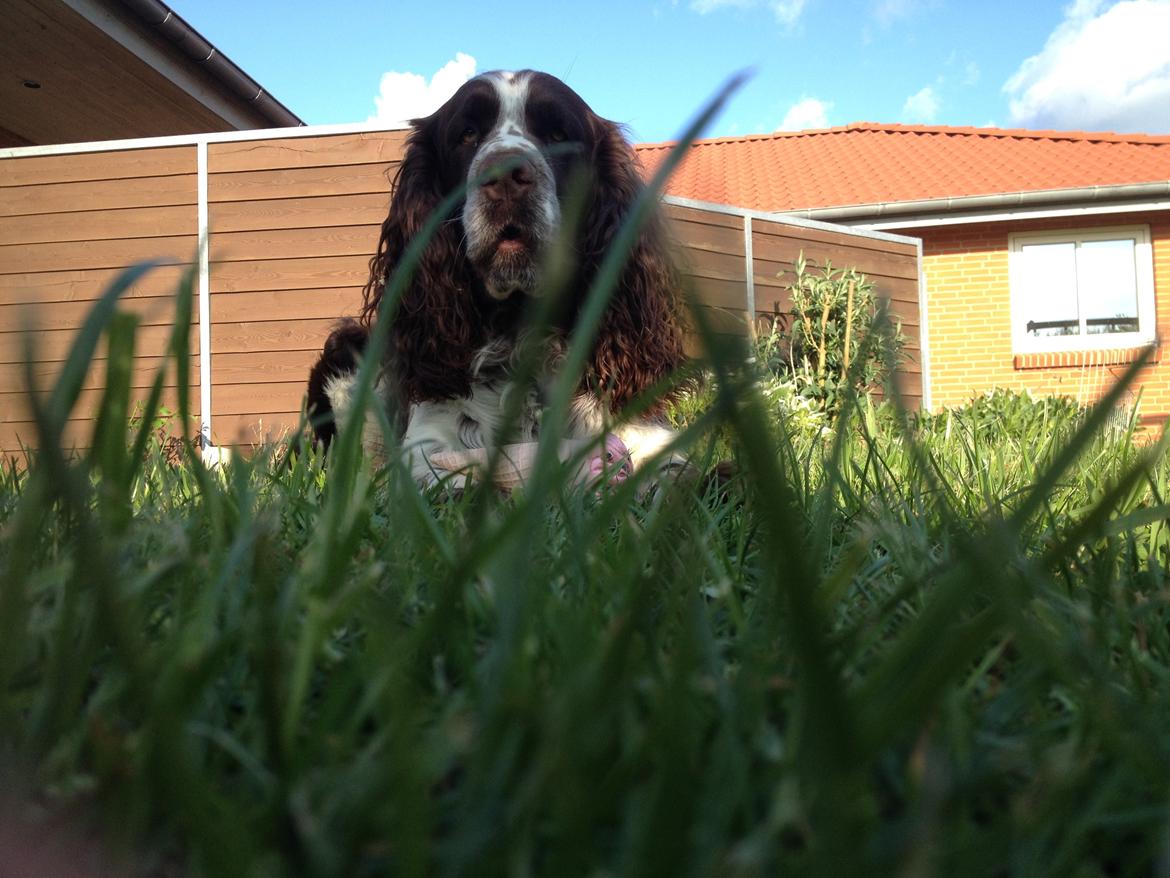 Engelsk springer spaniel Elton billede 4
