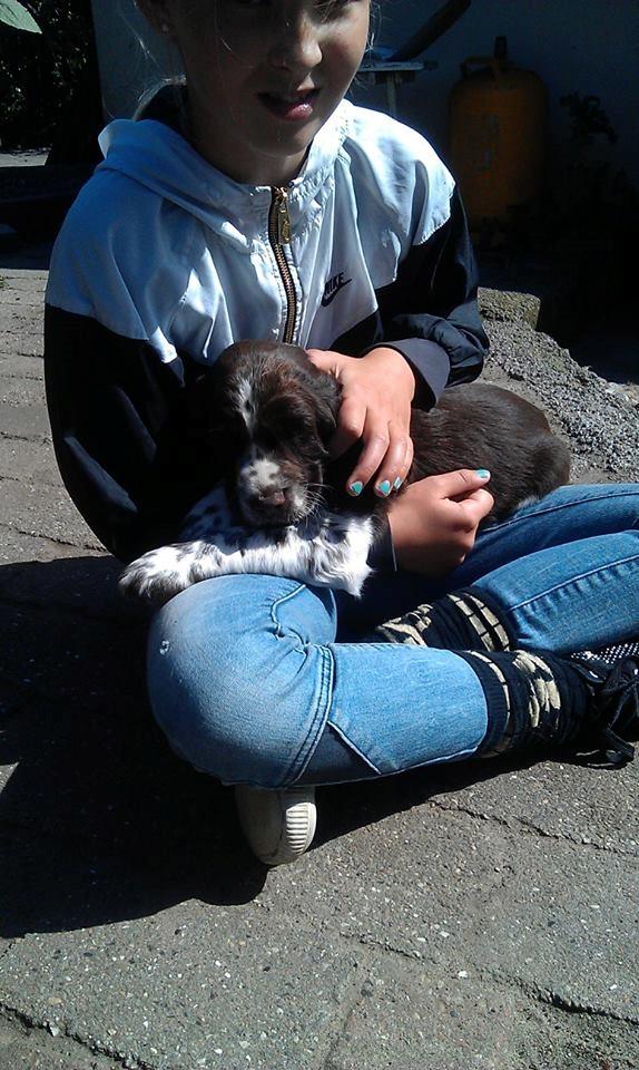 Engelsk springer spaniel Elton billede 5