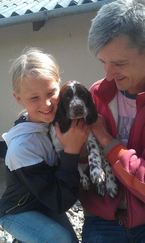 Engelsk springer spaniel Elton billede 6