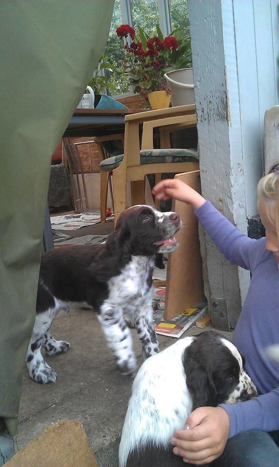 Engelsk springer spaniel Elton billede 9