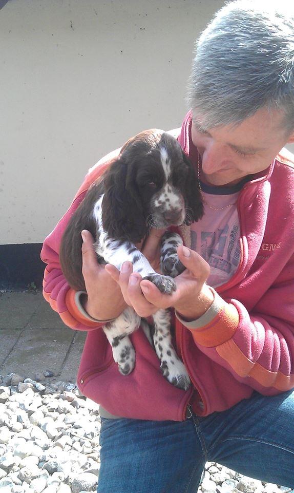 Engelsk springer spaniel Elton billede 10