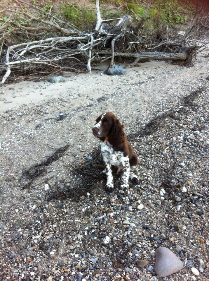 Engelsk springer spaniel Elton billede 11