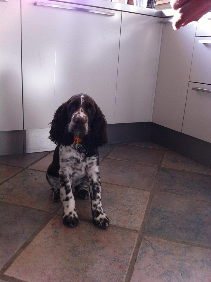 Engelsk springer spaniel Elton billede 12