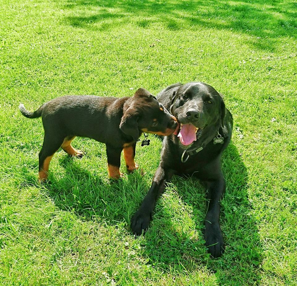 Rottweiler Herman  billede 12