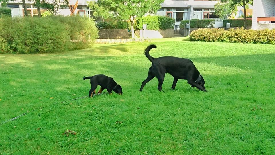 Rottweiler Herman  billede 13