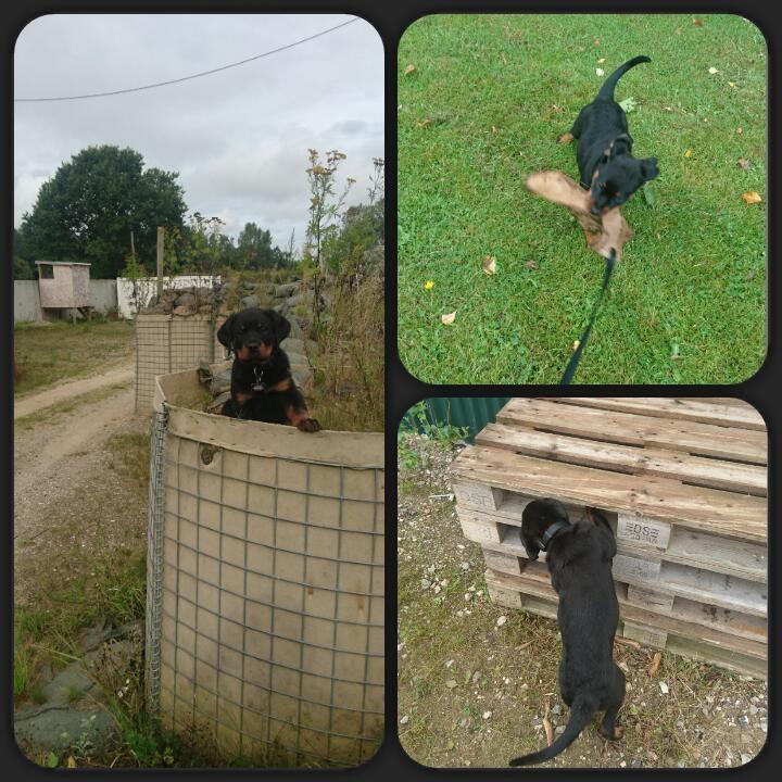 Rottweiler Herman  billede 14