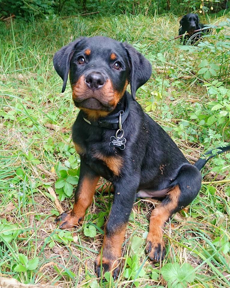 Rottweiler Herman  billede 8