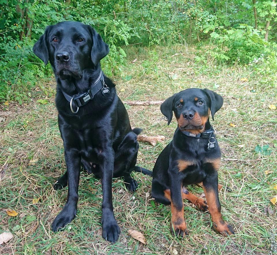 Rottweiler Herman  billede 15
