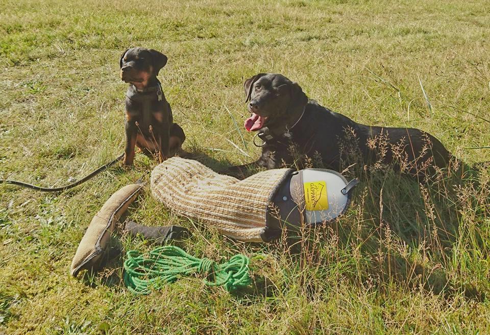 Rottweiler Herman  billede 16