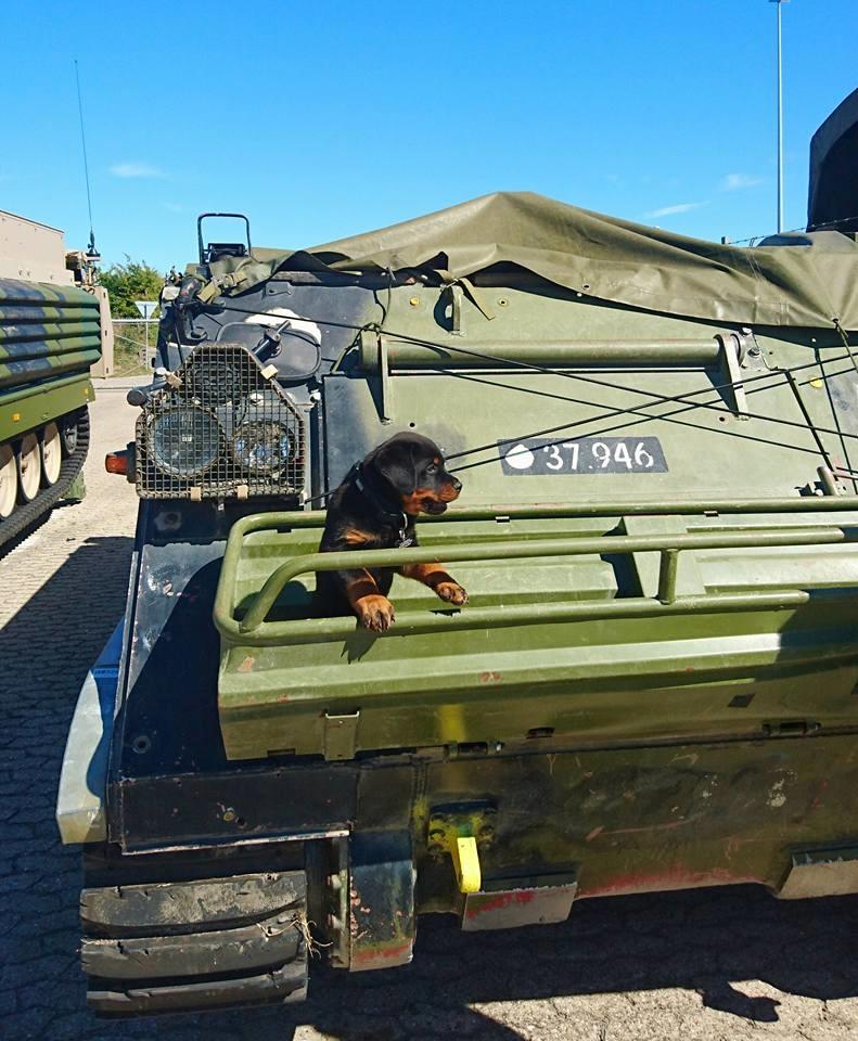 Rottweiler Herman  billede 17