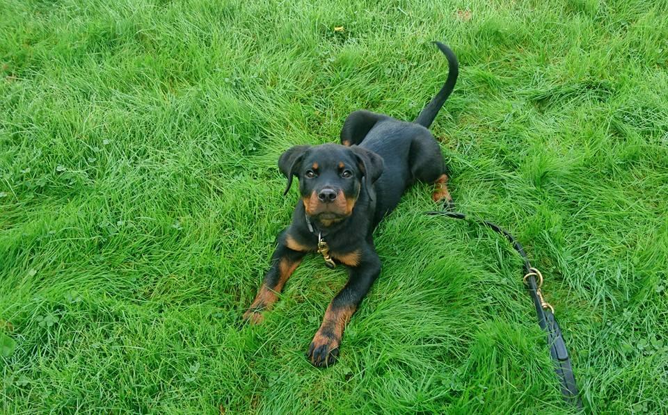 Rottweiler Herman  billede 18