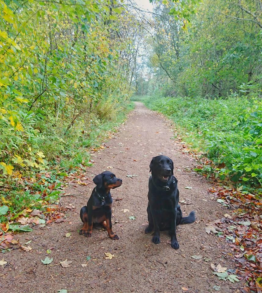 Rottweiler Herman  billede 21