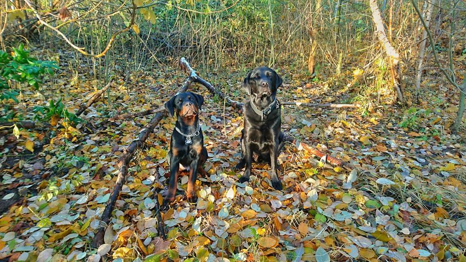 Rottweiler Herman  billede 23