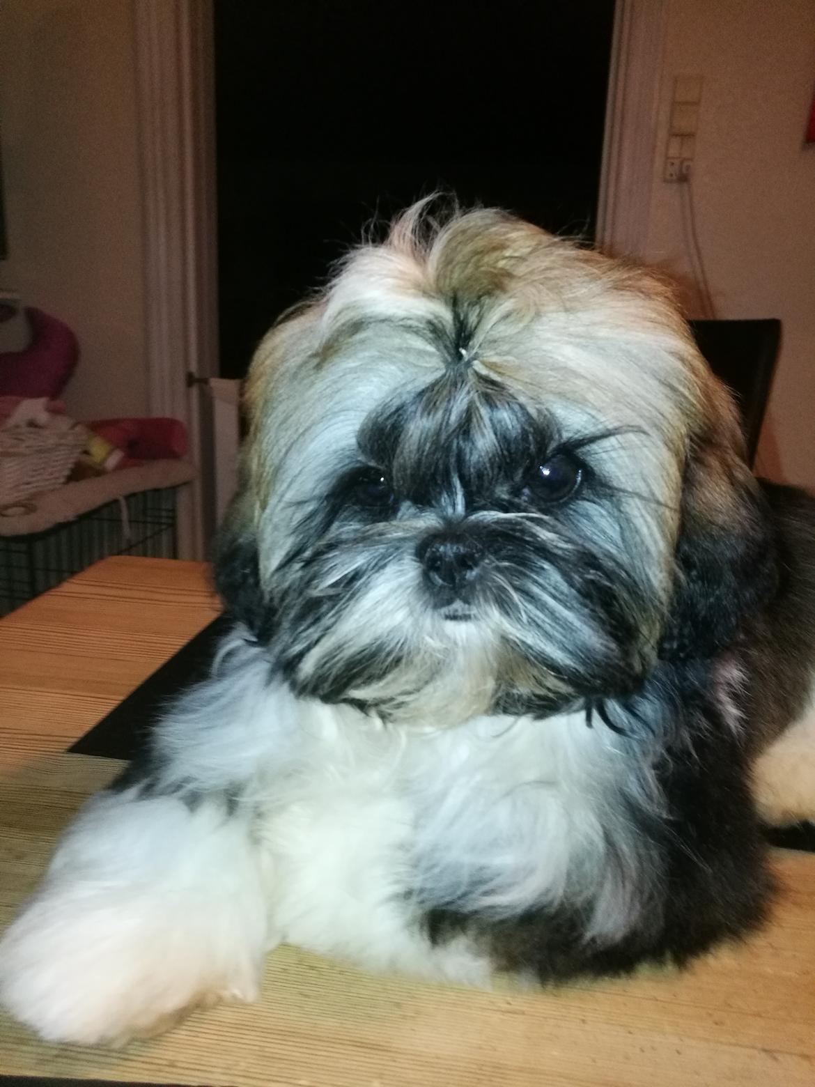 Shih tzu Perle "fra Mønsted's hunde" billede 14
