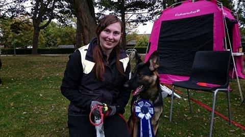 Schæferhund Amager's Nicki - RBM på første konkurrence. 100/100 point billede 2
