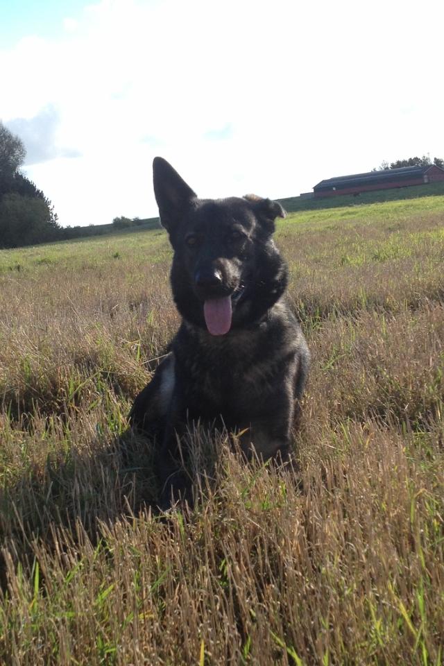 Schæferhund Jackie billede 49