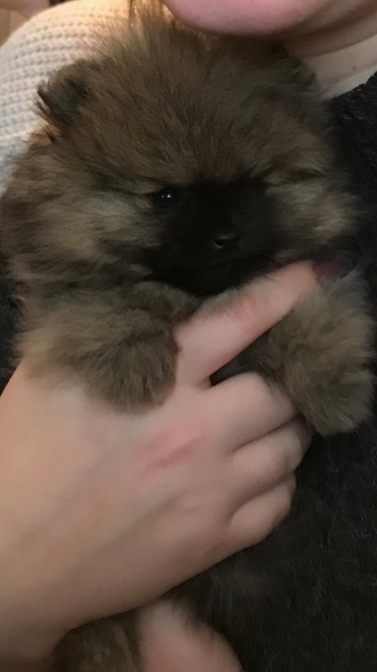 Pomeranian Chica billede 2