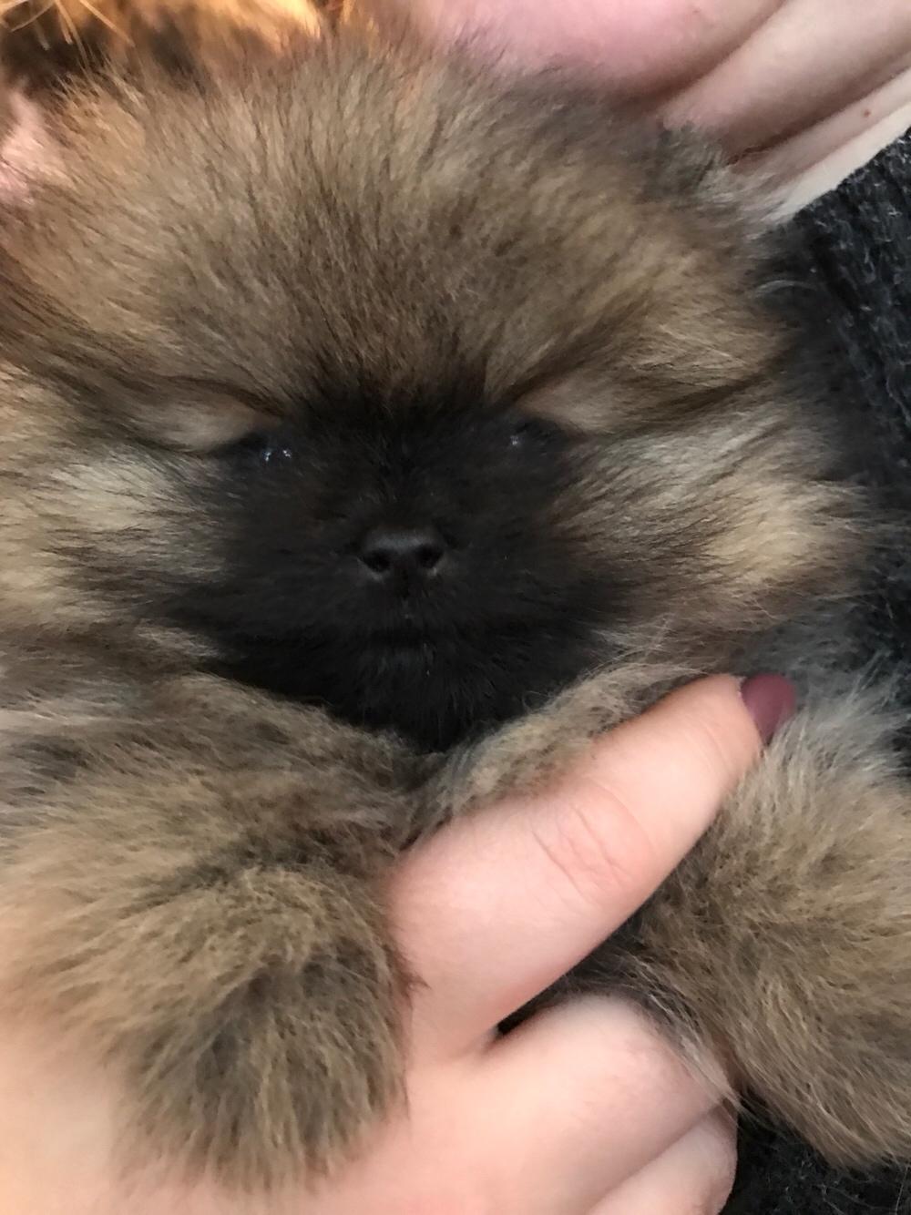 Pomeranian Chica billede 1