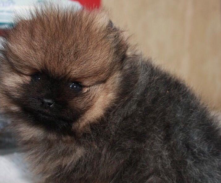 Pomeranian Chica billede 3