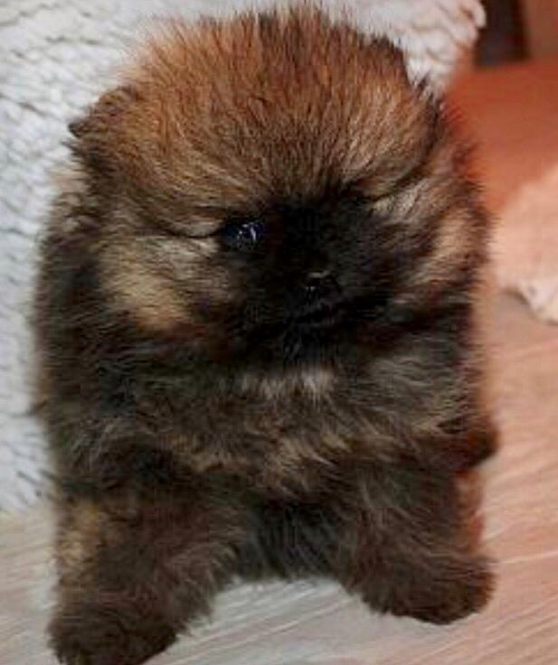 Pomeranian Chica billede 4