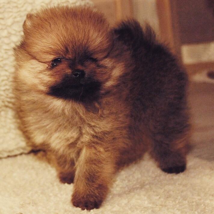 Pomeranian Chica billede 5