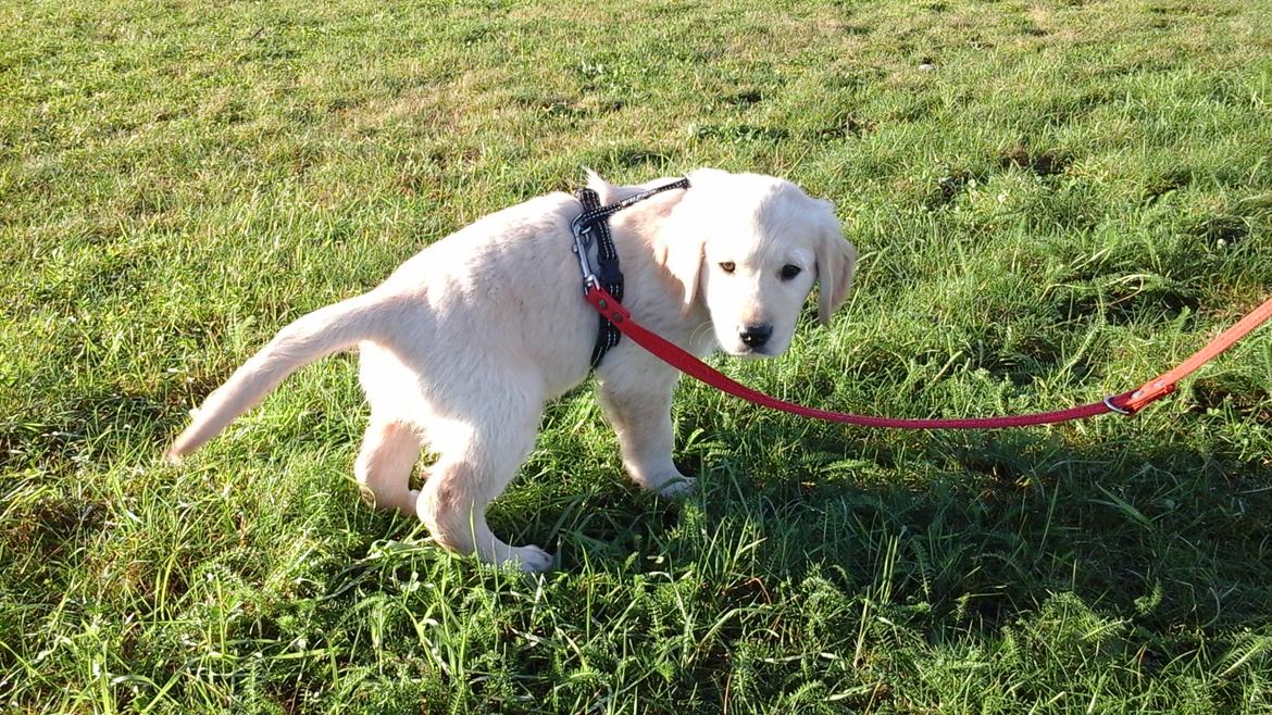 Golden retriever Max - På vej hjem fra videbæk, Herning billede 1