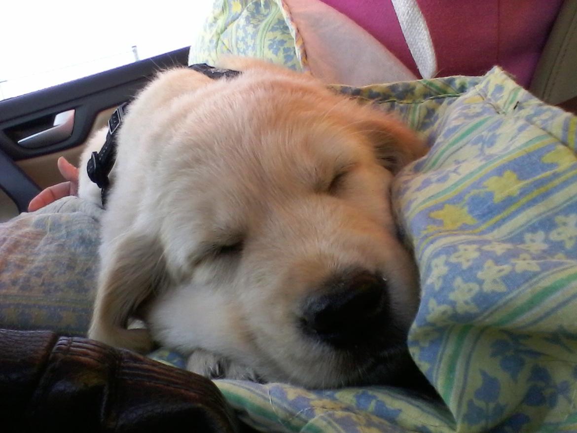 Golden retriever Max billede 2