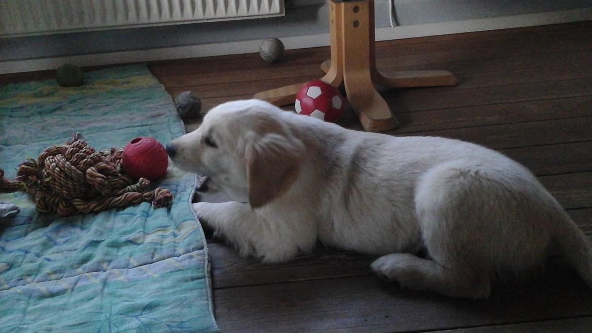 Golden retriever Max billede 3