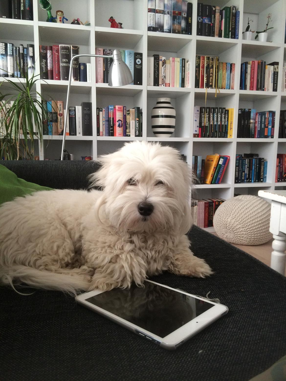 Coton de tulear Jasmine - Mine hersker i sofaen billede 11