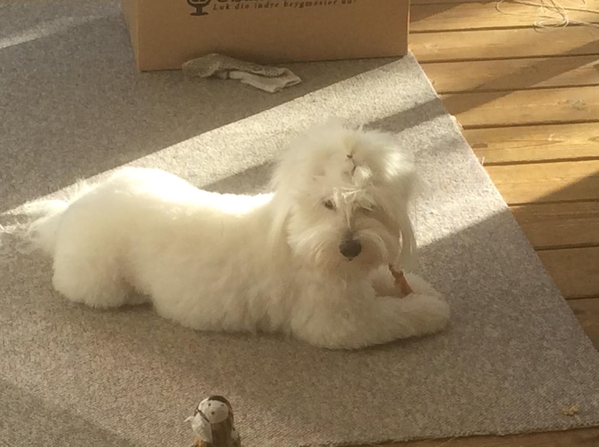 Coton de tulear Jasmine - så gnaskes der billede 12