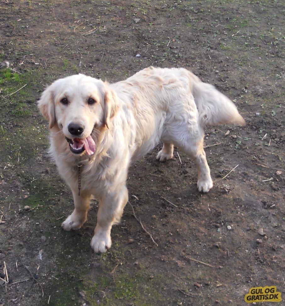 Golden retriever Max - Far billede 4